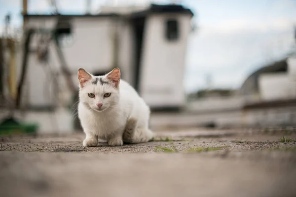 Biały Kot Siedzący Betonie Patrzący Kamerę — Zdjęcie stockowe