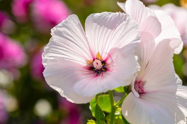 Λευκά Και Μοβ Λουλούδια Στο Όμορφο Φως Του Ήλιου — Φωτογραφία Αρχείου