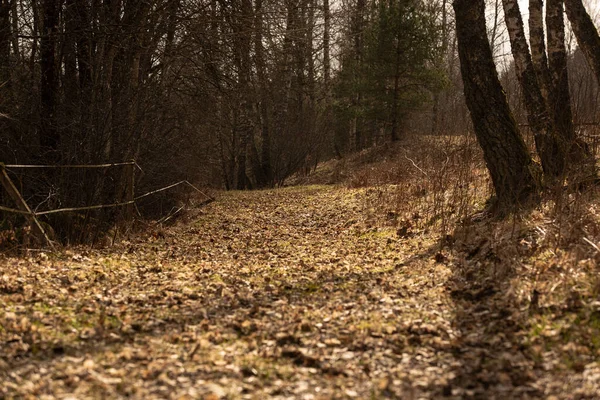 Oude Weg Gevuld Met Bladeren Van Afgelopen Herfst — Stockfoto