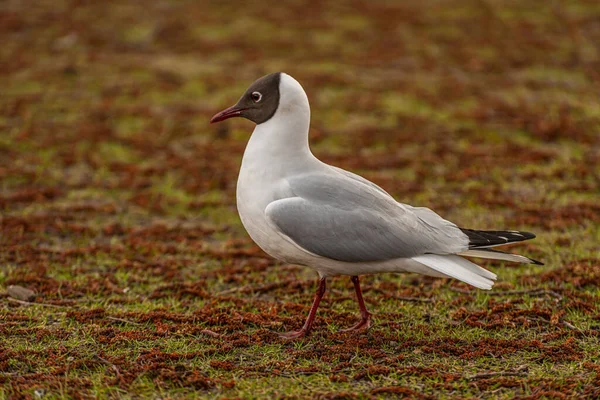 Eine Schwarzkopfmöwe Chroicocephalus Ridibundus Läuft Auf Gras — Stockfoto