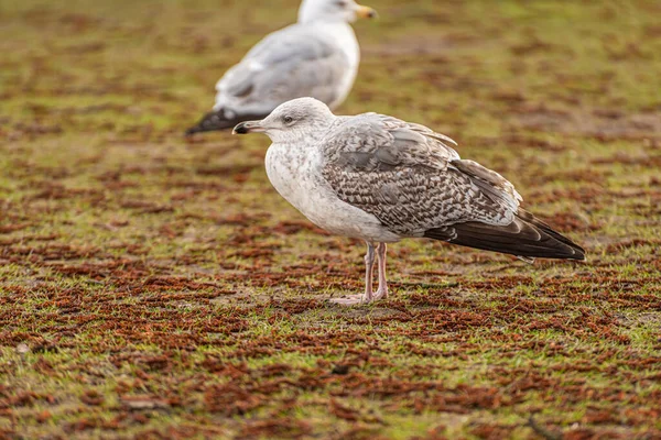 Een Grote Zwarte Meeuw Larus Marinus Die Gras Loopt — Stockfoto