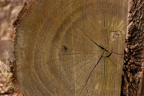 Annual Growth Rings Old Tree Dendrochronology — Stock Photo, Image