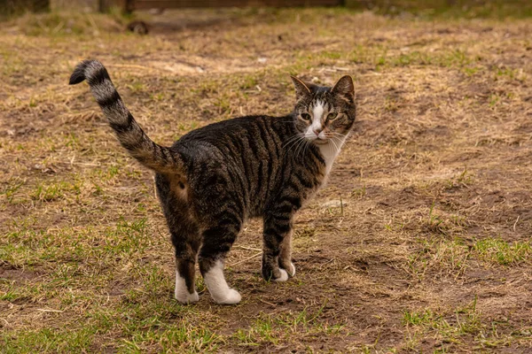 밭에서 과검은 줄무늬 고양이 — 스톡 사진