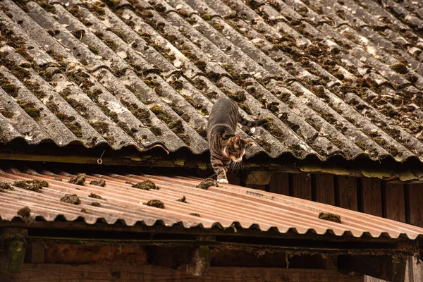 猫走在锡屋顶上 — 图库照片