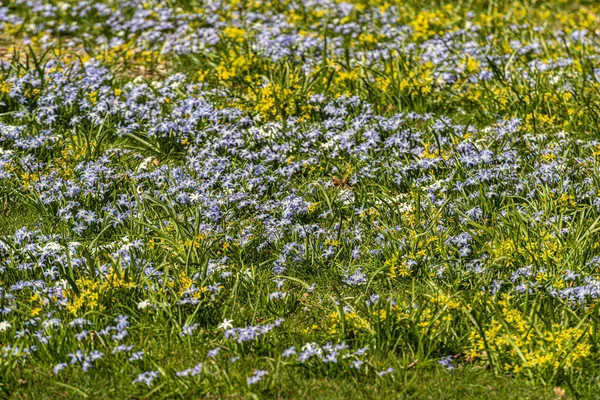 Wiosenne Kwiaty Zielonym Polu Trawy — Zdjęcie stockowe