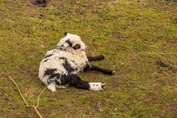 Helsingefar Sheep Lamb Lying Grass — Stock Photo, Image