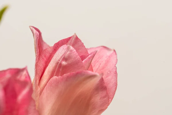 Los Detalles Del Ramo Los Tulipanes Rosados — Foto de Stock