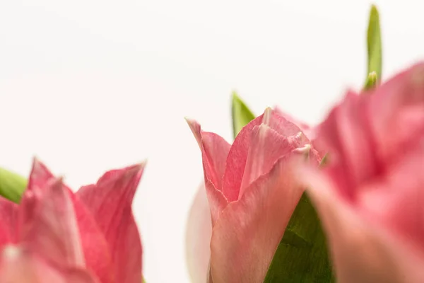 Los Detalles Del Ramo Los Tulipanes Rosados — Foto de Stock