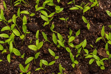 Küçük bahçe maydanozu yaprakları, Petroselinum crispum.