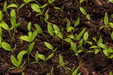 Küçük bahçe maydanozu yaprakları, Petroselinum crispum.