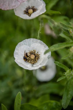 Yazın açan gelincik çiçekleri.