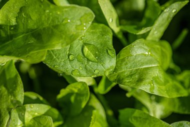 Taze ve yeşil saladlara su damlaları.
