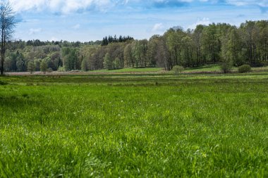 Ormanın yanındaki yeşil çimenlik araziler.