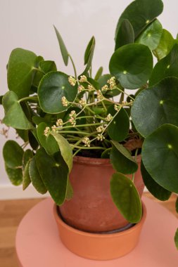 Çiçek açan Çin para fabrikasının ayrıntıları..