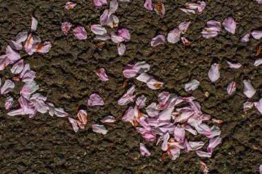 Asfaltta kiraz çiçeği yaprakları.