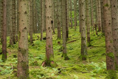 Yosunlu orman zeminli çam ormanı.