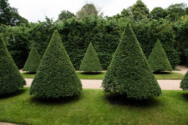 Parktaki yuvarlak yeşil çalılar üçgen şeklinde kesilmiş...
