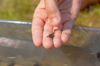 Elinde uzuvları olan bir kurbağa yavrusu..