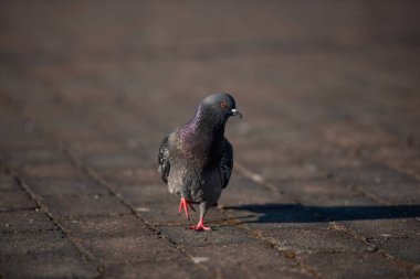 Evcil bir güvercin Columba Livia Houstica taş zeminde yürüyor..