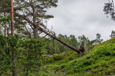 Ormanın kenarındaki büyük ağaç yıkıldı ve yerinden söküldü..