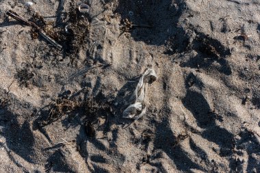 Plajdaki kumda plastik çöp..