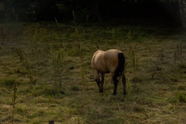 Küçük bir tarlada bej at otluyor..