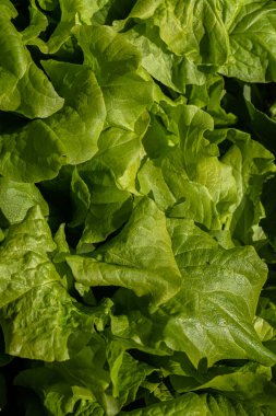 Ev yapımı salad yapraklarının yakınında..