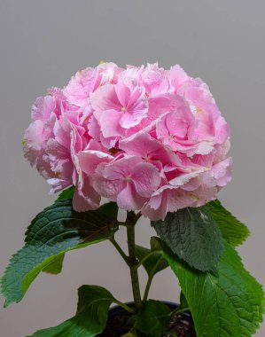 Fransız ortancalarının pembe çiçekleri.