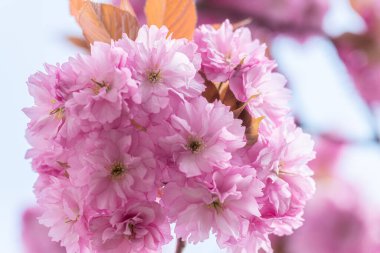 İlkbaharın başlarında pembe kiraz ağacı.