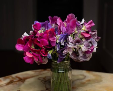 Mor bezelye çiçekleri çiçek açıyor..