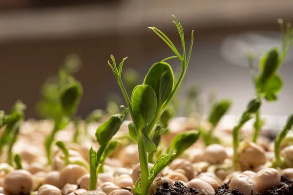 Fast growing pea sprouts from yellow split peas.