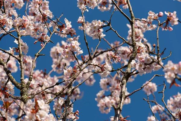 Lkbaharda Pembe Kiraz Çiçeği — Stok fotoğraf