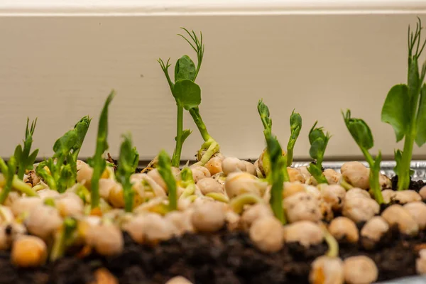 Fast growing pea sprouts from yellow split peas.