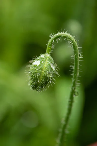 Fiorellino Papavero Sotto Pioggia Leggera — Foto Stock