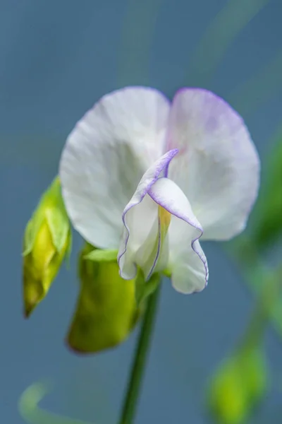 Beyaz Tatlı Bezelye Çiçekleri Açıyor — Stok fotoğraf