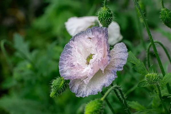 Flores Amapola Jardín Del Patio Trasero — Foto de Stock