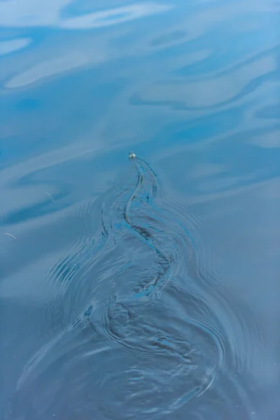 Χόρτο Φίδι Φίδι Φίδι Φίδι Natrix Natrix Κολύμπι Μια Λίμνη — Φωτογραφία Αρχείου