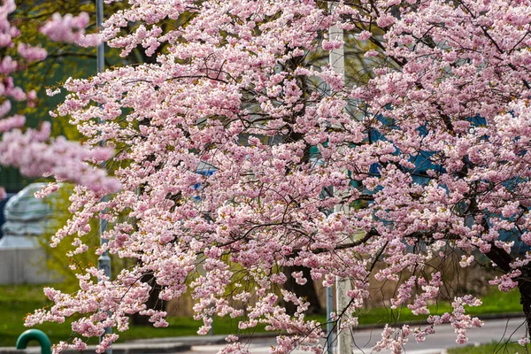 Gothenburg Suède Mai 2021 Fleur Cerisier Dans Parc — Photo