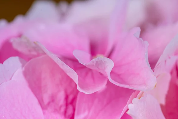 Rosafarbene Blume Der Französischen Hortensie — Stockfoto