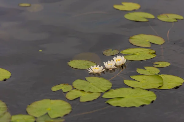 浅い湖に咲く睡蓮 — ストック写真