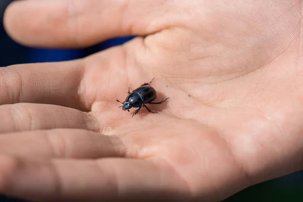 Besouro Negro Coleoptera Encontrado Floresta — Fotografia de Stock