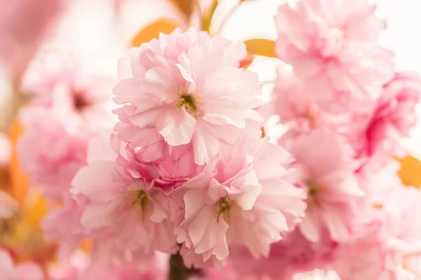 Rosafarbener Kirschblütenbaum Frühjahr — Stockfoto