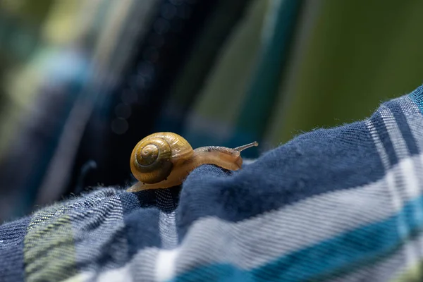 Land Slak Langzaam Sprinten Een Jas — Stockfoto