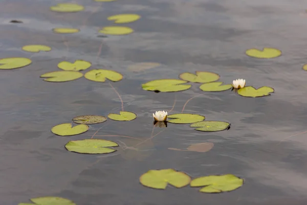 Water Lilys Blooming Shallow Lake — Stock Photo, Image