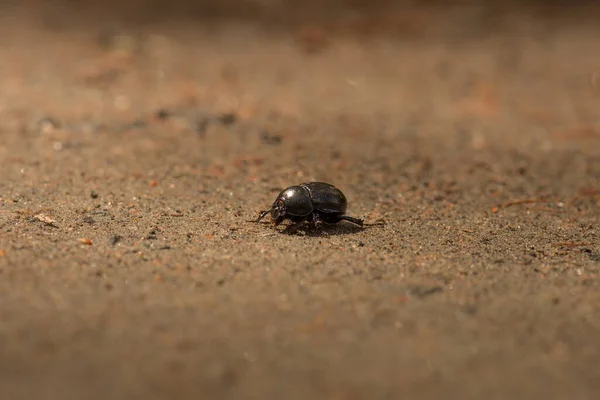 Ένα Μαύρο Σκαθάρι Coleoptera Βρέθηκε Στο Δάσος — Φωτογραφία Αρχείου