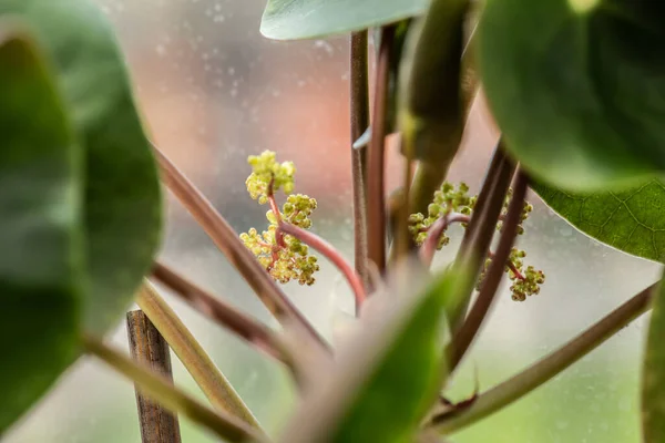 Fioritura Pilea Impianto Soldi Cinese — Foto Stock