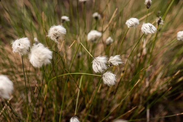 Myrull Eriophorum Brachyantherum Ett Fält — Stockfoto