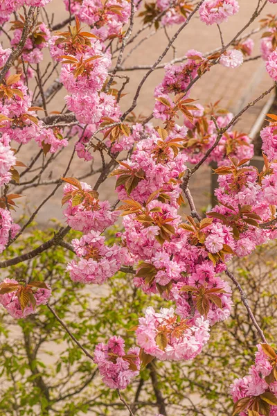 Árvore Flor Cereja Rosa Início Primavera — Fotografia de Stock