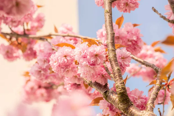 Árvore Flor Cereja Rosa Início Primavera — Fotografia de Stock