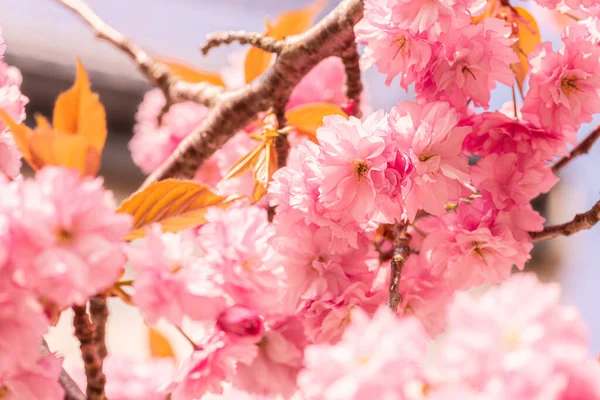 Pink Cherry Blossom Tree Early Spring — Stock Photo, Image